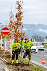 Die Stadtgrün-Teams pflanzen gerade 95 neue Bäume. 
