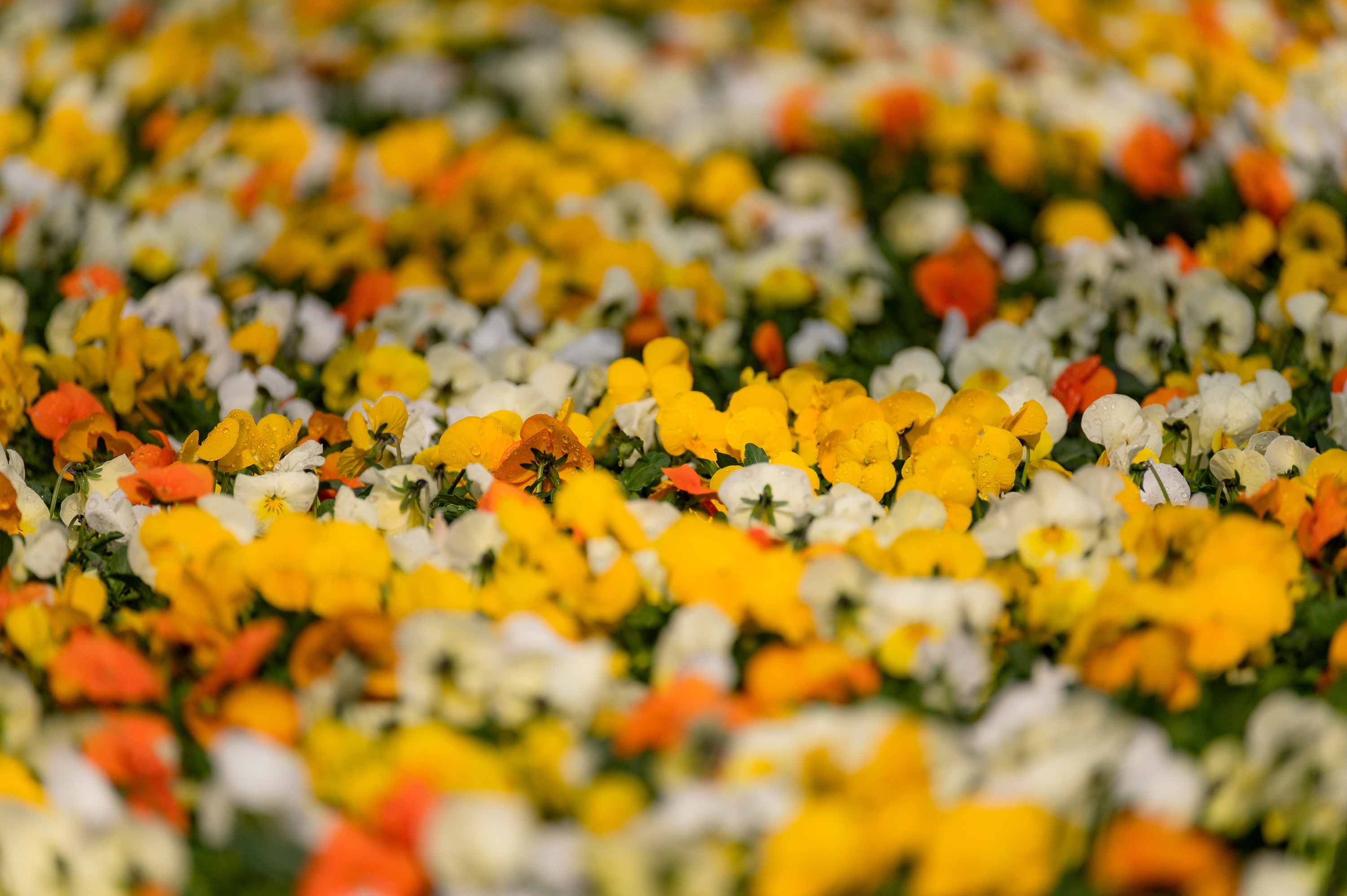 Nicht nur in den Gärten der Stadt blüht es kunterbunt.