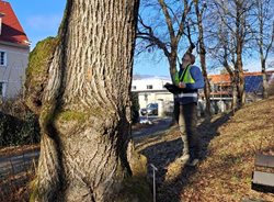 Das Villacher Baummanagement hat alle Bäume unter Kontrolle und checkt diese regelmäßig. 