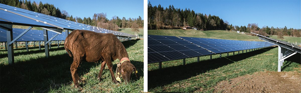 Villachs erste Freiflächen-PV-Anlagewurde in Zauchen errichtet