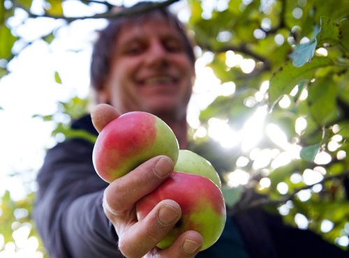 Äpfel, Birnen, Kastanien, Nüsse, Kirschen - alles kann in Villach an den markierten Bäumen kostenlos geplückt werden.