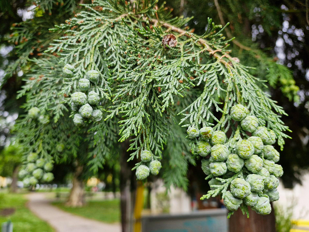 Lawson Scheinzypresse