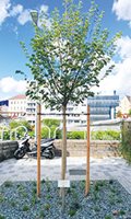 Patenbaum Kategorie A ‒ Straßen- und Parkbäume