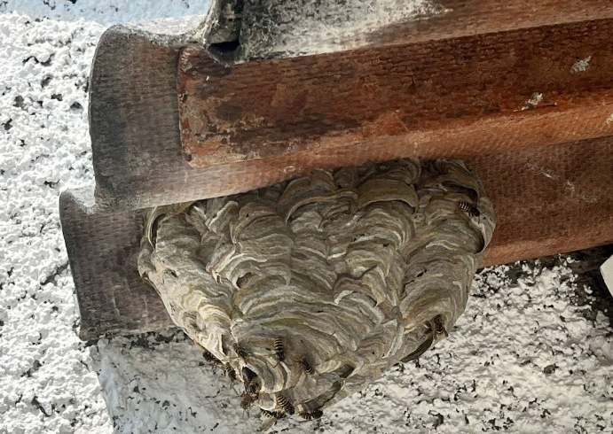 Stadt fördert Wespen- und Hornissenumsiedelung