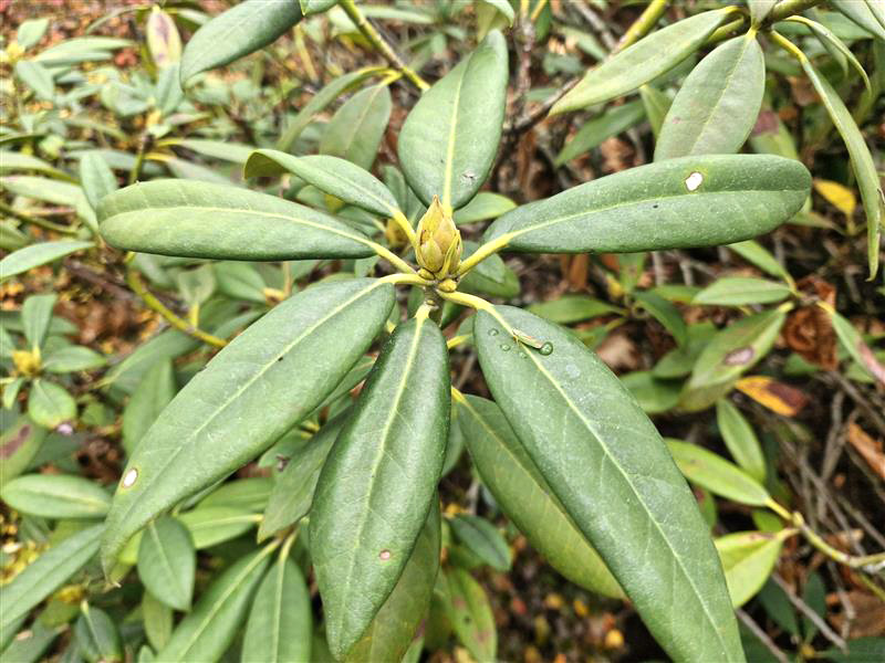 Rhododendron