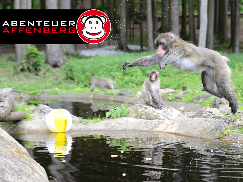Abenteuer Affenberg Landskron