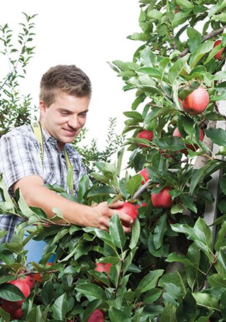 Obstbauer bei der Apfelernte