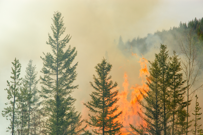 Das gesamte Stadtgebiet wurde heute als waldbrandgefährdet eingestuft. 