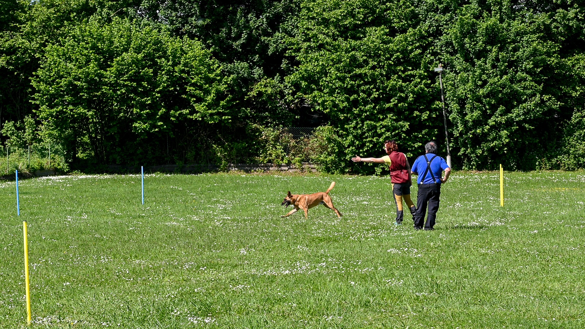 Vorführung Hundesport 