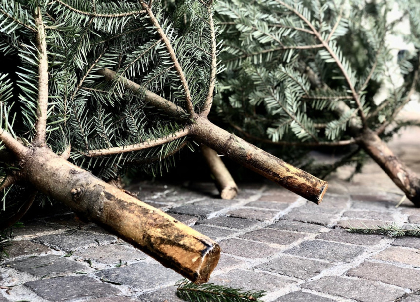 Die Stadt Villach holt Christbäume kostenlos ab.