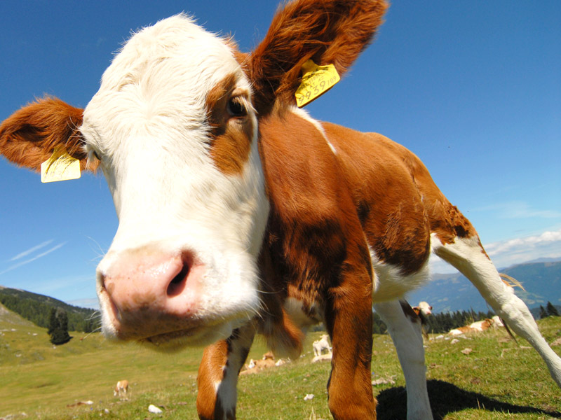 Landwirtschaftsförderung