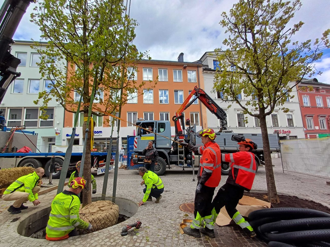 Nach und nach hievten die Stadtgrün-Teams die neuen Schwammstadtbäume an ihren Platz. 
