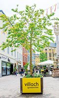 Patenbaum Kategorie B - Wanderbaum-Allee