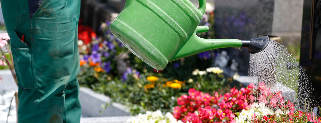Nachaufnahme Friedhofsgärtner in grünen Hosen mit grüner Gießkanne, der blühende Grabbepflanzung gießt