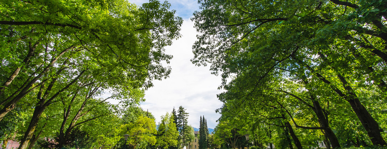 Die Parkanlage im Stadtpark Villach. Bäume aus der Froschperspektive in Richtung Himmel.