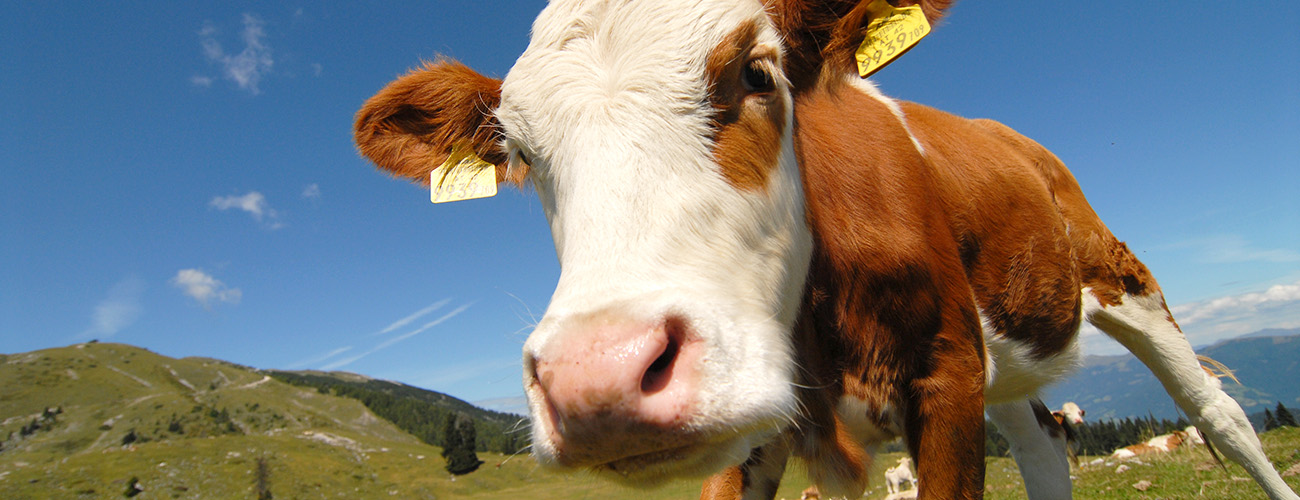 Kuh auf einer Alm