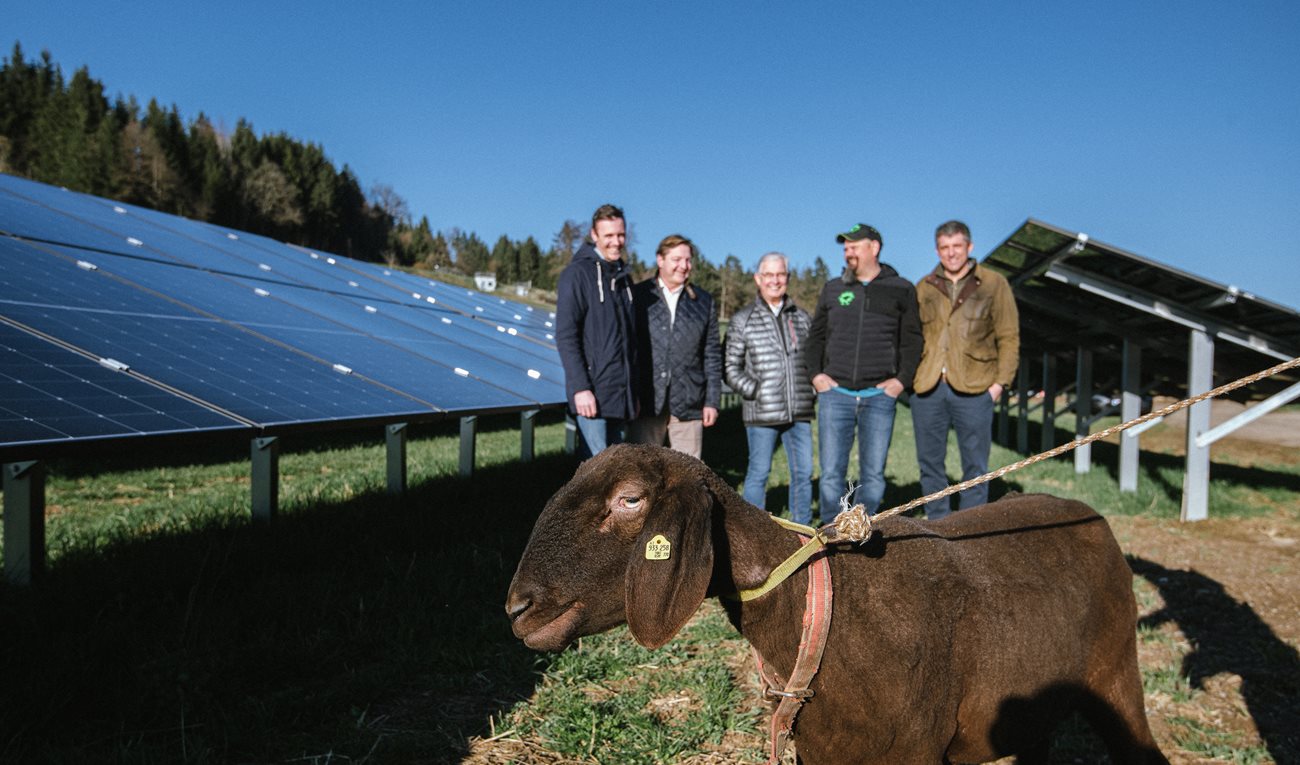 Schaf „Sunny“ grast ab sofort in Zauchen. Am Foto von links: Julian Schweighofer (Projekt- und Bauleitung), Bürgermeister Günther Albel, Stadtrat Harald Sobe, „Shoaf Bauer“ Thomas Koch und Michael Siter von der „Task Force PV“ der Stadt Villach. 