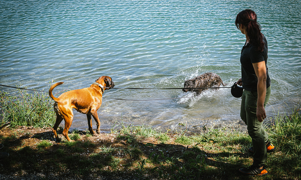Spielende Hunde im Wasser