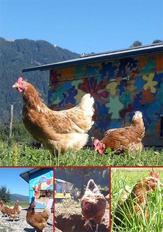 Glückliche Freilandhühner