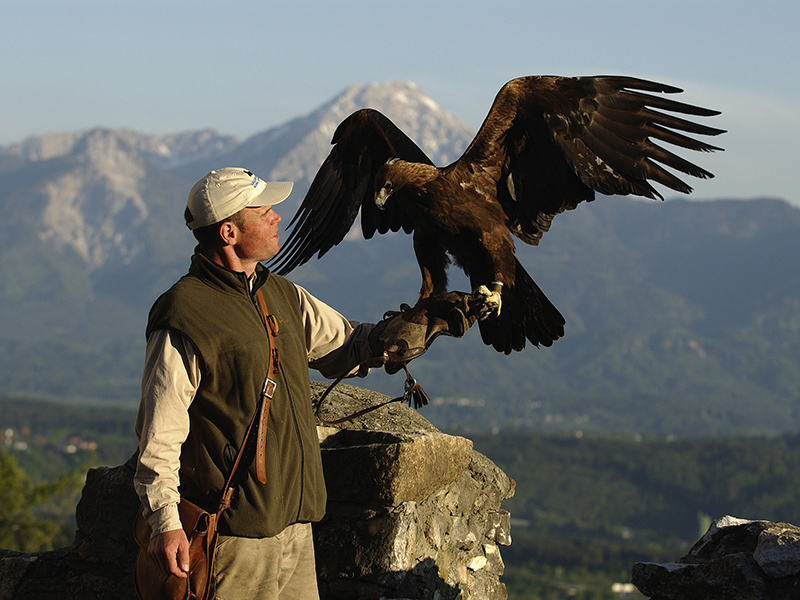 Adler-Arena Burg Landskron