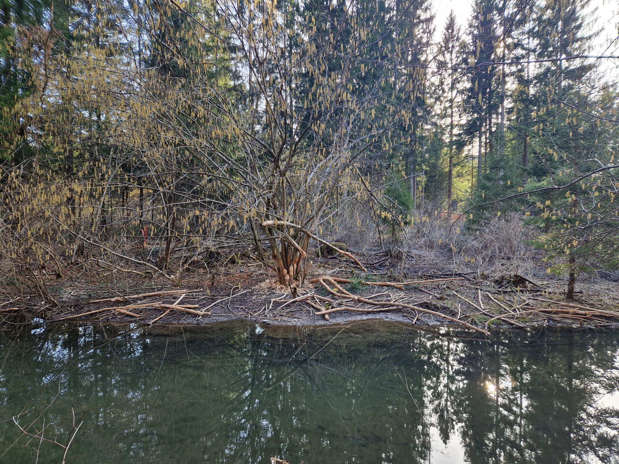 Biberschäden an Hochwasserschutz werden behoben