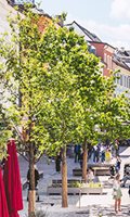 Patenbaum Kategorie D - Die Grüne Achse Innenstadt
