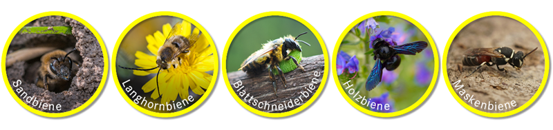 Abbildung einiger heimischen Wildbienenarten (c)istock.com