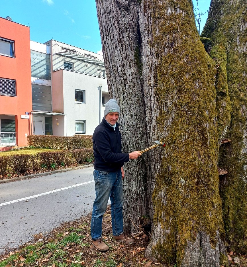 Baumsachverständiger Rainer Prosenz untersucht die Sommerlinde in der Schlossgasse. 