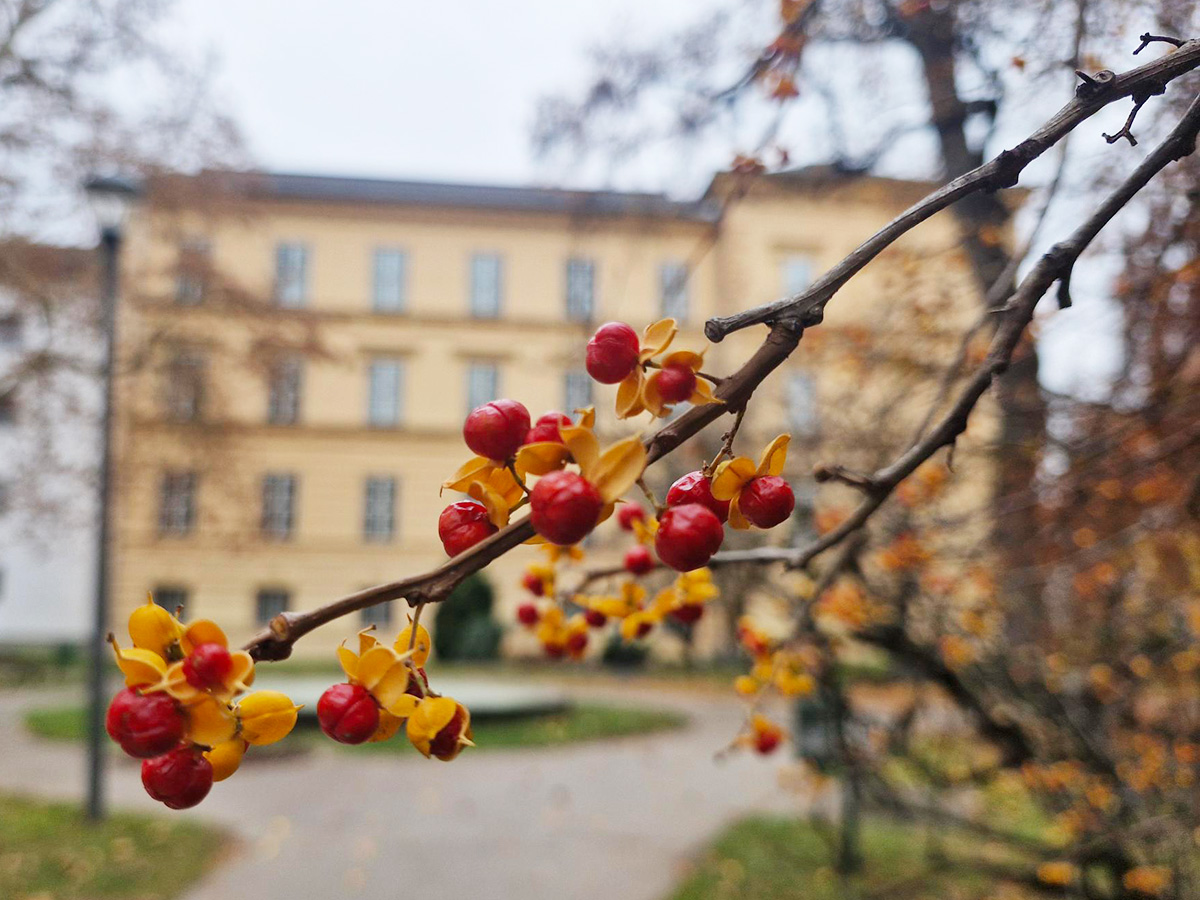 Rundblättriger Baumwürger