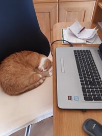 Büro-Katze