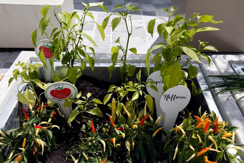 Kräuter- und Gemüsetröge auf den öffentlichen Plätzen der Villacher Innenstadt laden zum Ernten und Genießen ein